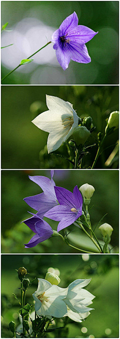 天青色暮山紫采集到漂亮的花花草草