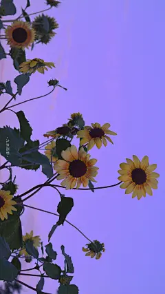 紫色浪漫风景手机壁纸