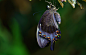 butterfly-cocoon-hanging-on-tree.jpg (3200×2038)