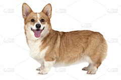 NanaKrish采集到Corgy
