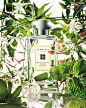 Jo Malone 祖·马龙高档护肤和香水品牌欣 设计圈 展示 设计时代网-Powered by thinkdo3