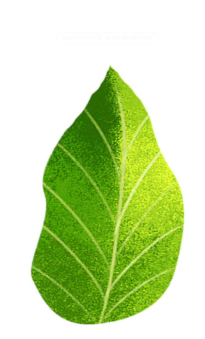 [ 乐分享 ] PNG高清免扣植物 ww...