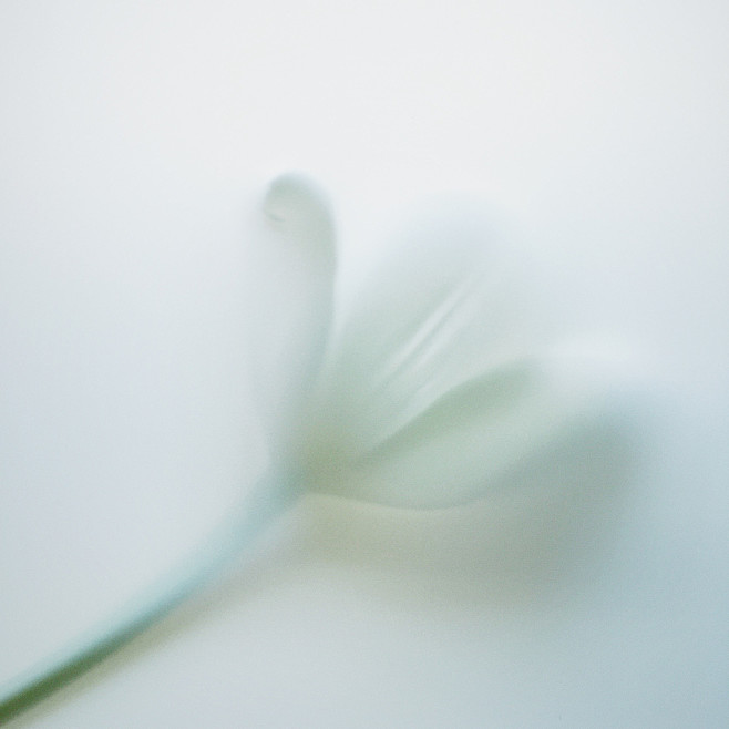 Flowers for the unic...