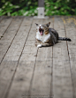 Yawn of the day  #喵星人#