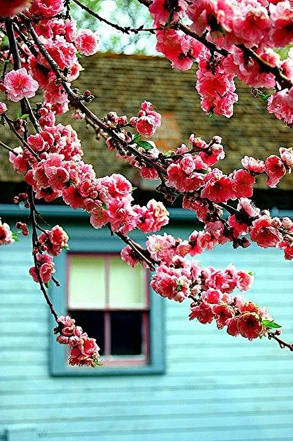 Spring! Spring! Spring!图片_花、图片素材-花瓣网