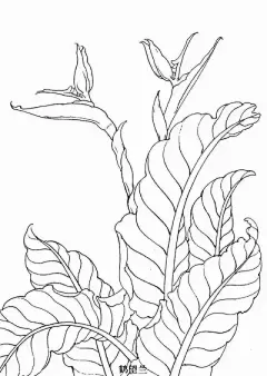 花草 - 高清图片，堆糖，美图壁纸兴趣社区