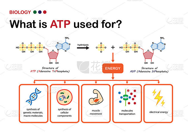 生物图解释ATP的使用，细胞中的能量载体，ATP用于什么?