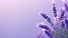 薰衣草电脑壁纸 - 小红书