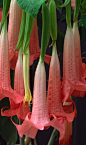 ~~Angel Trumpet Flowers | Longwood Gardens~~