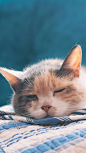 猫咪 喵星人 萌宠 可爱 动物 壁纸  慵懒