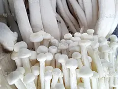 食物