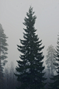 Out of the mist - Tumblr Photos (42)