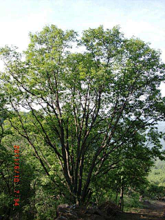 vivian-mier采集到树种