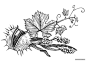 花卉水果植物版画-Trikoz [13P] (1).jpg
