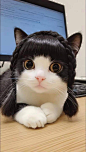 This may contain: a black and white cat laying on top of a wooden table next to a computer