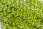 特写海葡萄（青鱼子酱）海藻，健康食品。Closeup sea grapes ( green caviar ) seaweed, Healthy food. - 图虫创意-全球领先正版素材库-Adobe Stock中国独家合作伙伴