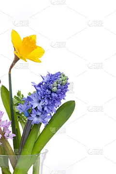 春天的花-风信子和水仙在白色的背景
