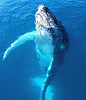 Majestic Humpback Whale