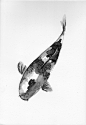 Ink Drawing Examples vol.2 : Ink drawings of fish, made with Chinese ink.