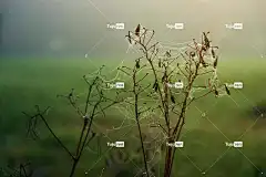 蜘蛛网 滴 水 绿色 露 酷背景 4K壁纸 自然 Mac壁纸