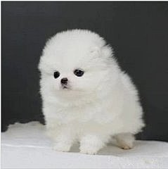  萌宠   可爱   白色 