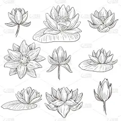 莲花离花、水草花
