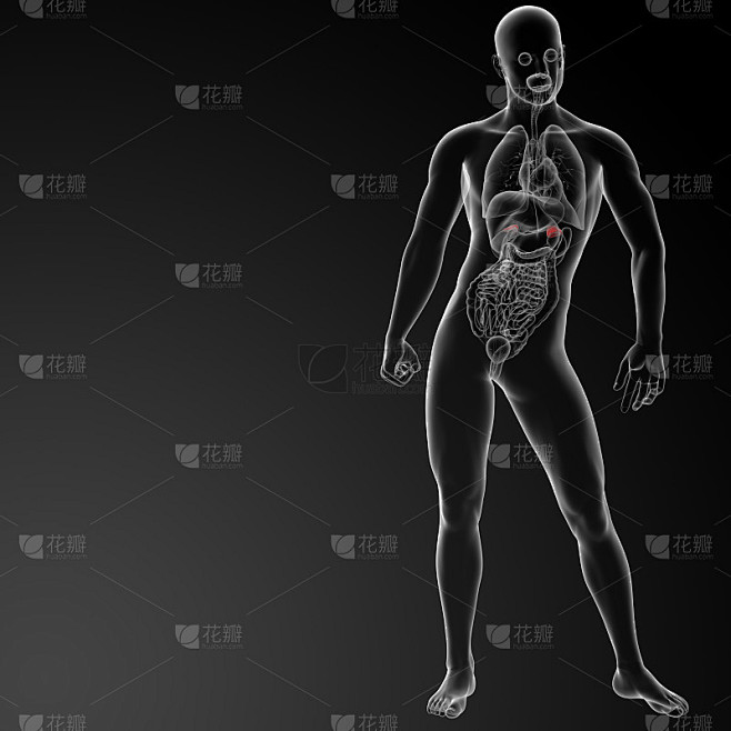 3d渲染肾上腺解剖-正面视图