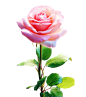 玫瑰花月季花png (12)