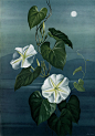 Paul Jones Flora Magnifica and Flora Superba botanical prints