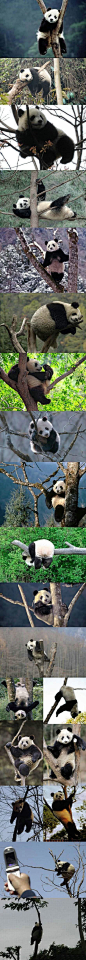 当熊猫遇到树。。。真是各种惊天地泣鬼神的姿势啊有木有~「图转」