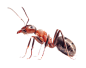蚂蚁PNG