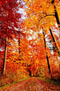 ✯ Autumn Road - Bavaria, Germany