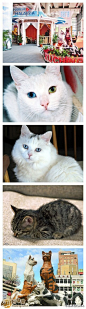 马来西亚的古晋又称"猫城"，拥有世界独一无二的猫博物馆，这里展示着许多关于猫的资料。各种猫儿的石头画像，各种关于猫的书籍。猫儿的生活状态描写得淋漓尽致，猫邮票也令爱猫发烧友惊叹。