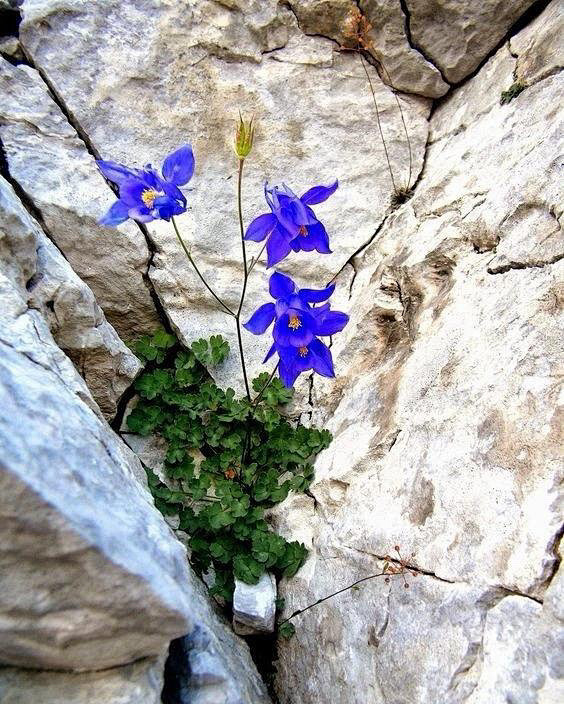 苔花如米小
