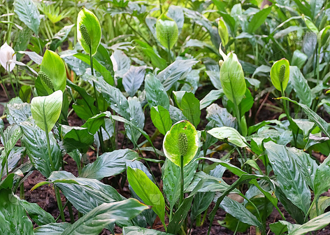 花园的红掌花或火烈鸟花