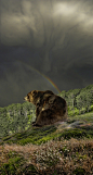 Bear by peter holme iii,