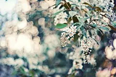 映山红花卉高清壁纸 - 花卉壁纸 - 小米辣素材网_免费素材下载的素材网-集素材大全网站素材之精华