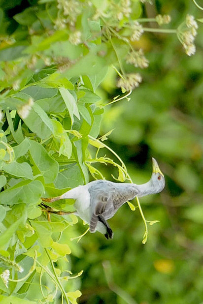 鹤形目秧鸡科青水鸡属淡青水鸡