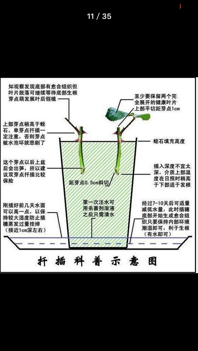 撞墙2.0扦插法 - 月季 - 踏花行花...