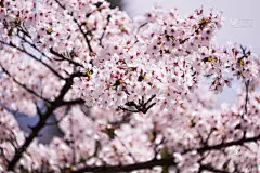 纯净,樱之花,白色,水平画幅,樱花,无人,自然美,脆弱,摄影,花