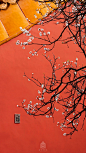 #爱上这座城#三月三十一日，仲春。此时的杏花，占尽春色。数重冰绡轻著胭脂，十里春风吹作雪……