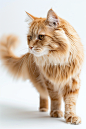 灵敏的宠物猫咪缅因猫摄影图片