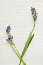 影棚拍摄,花,熏衣草,摄影,芳香的_129312776_Studio shot of fresh lavender_创意图片_Getty Images China