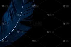 黑色孤立背景上的蓝色鸟羽