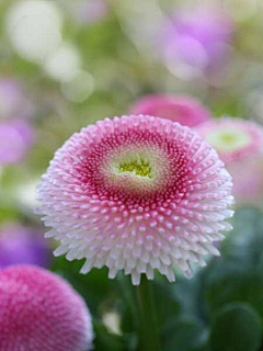 三生石三生路三生梦采集到花卉