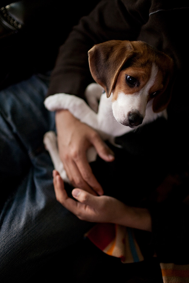  #狗狗#