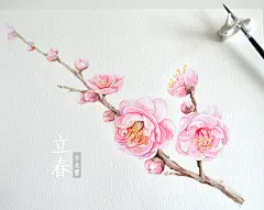 原创作品：【立春】原创手绘水彩梅花