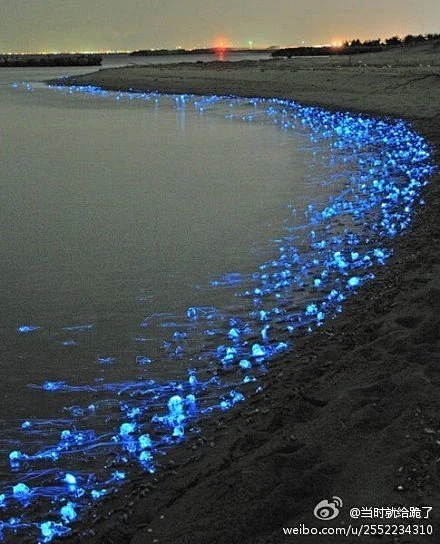 日本富山海边的荧光乌贼(Watasenia scintillans)，这种乌贼通常7厘米长，发光部位位于触手末端 ~