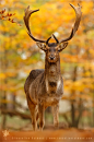 drxgonfly:

Fallow Deer in Autumn Forest (by Roeselien Raimond)
