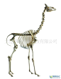 四蹄动物 骨骼的搜索结果_百度图片搜索